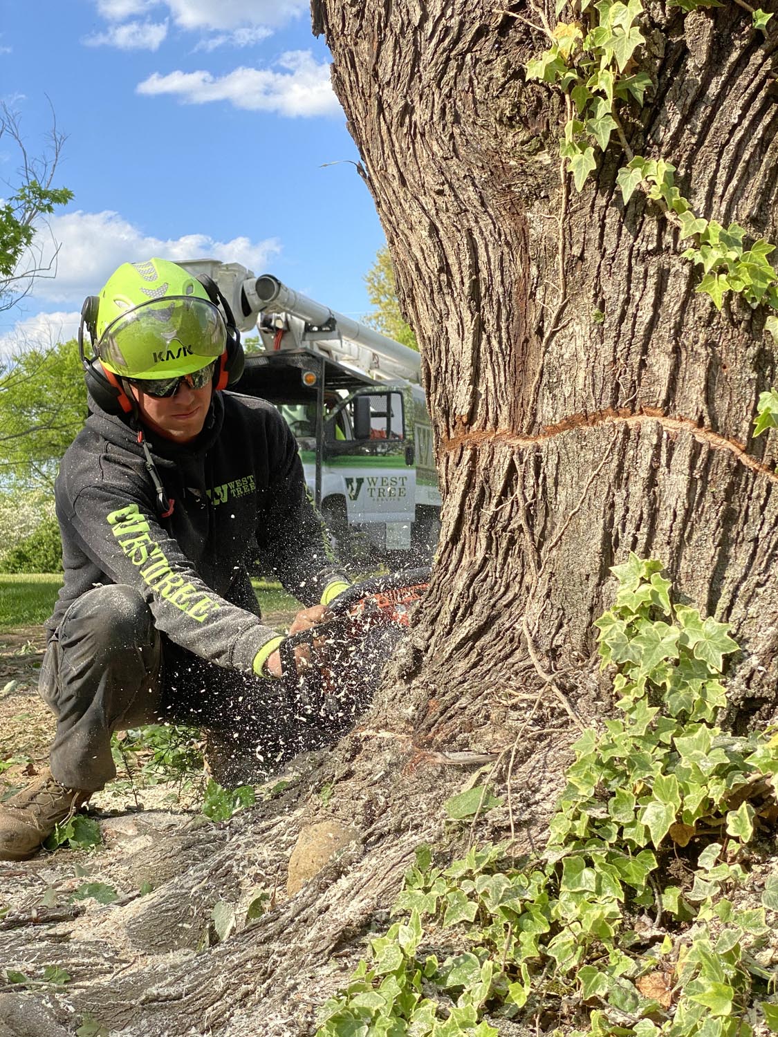 West Tree Service worker cutting at a tree base